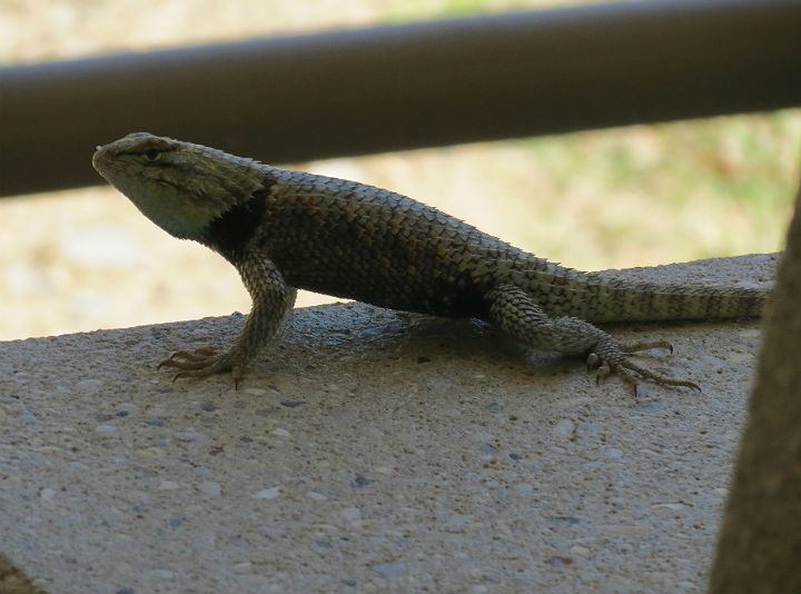 Spiny Lizard